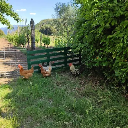 Holiday home Cara House Tuscany - Zona Lucca *